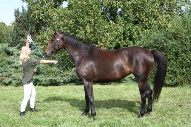 4894  przedswit xxiii-11  vanilka